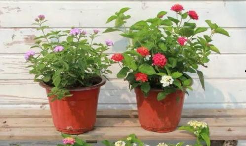 原神迪西娅最新爆料视频,原神新角色与剧情大揭秘！  第3张